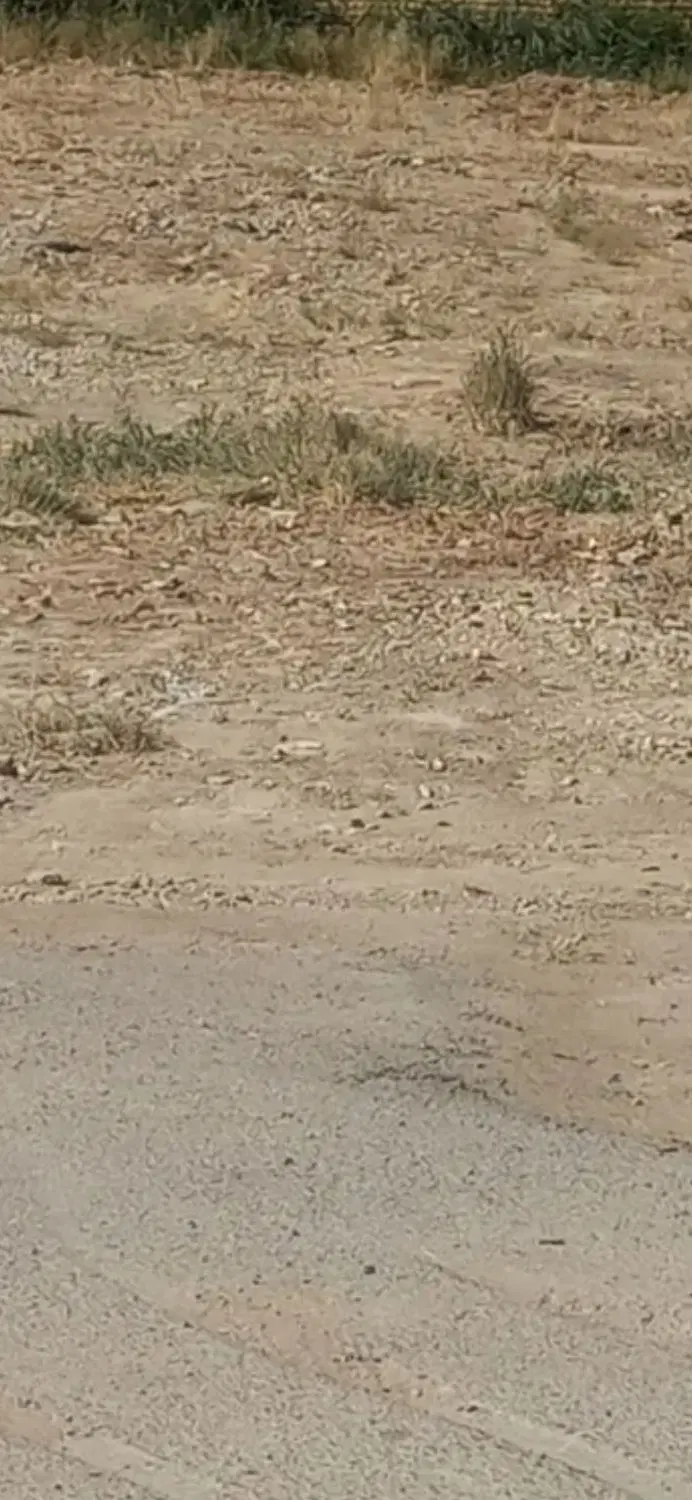 زمین پاچنار