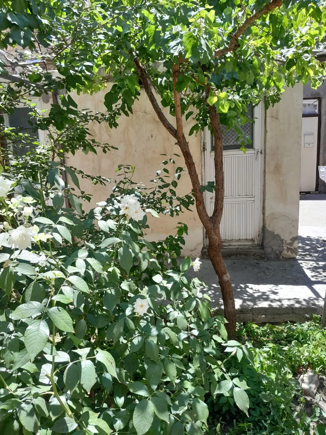 خانه کلنگی در مارالان