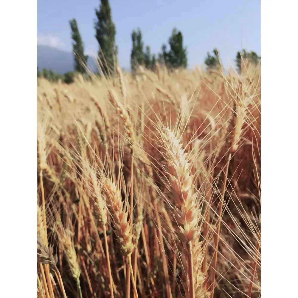 دو قطعه زمین باغی و کشاورزی