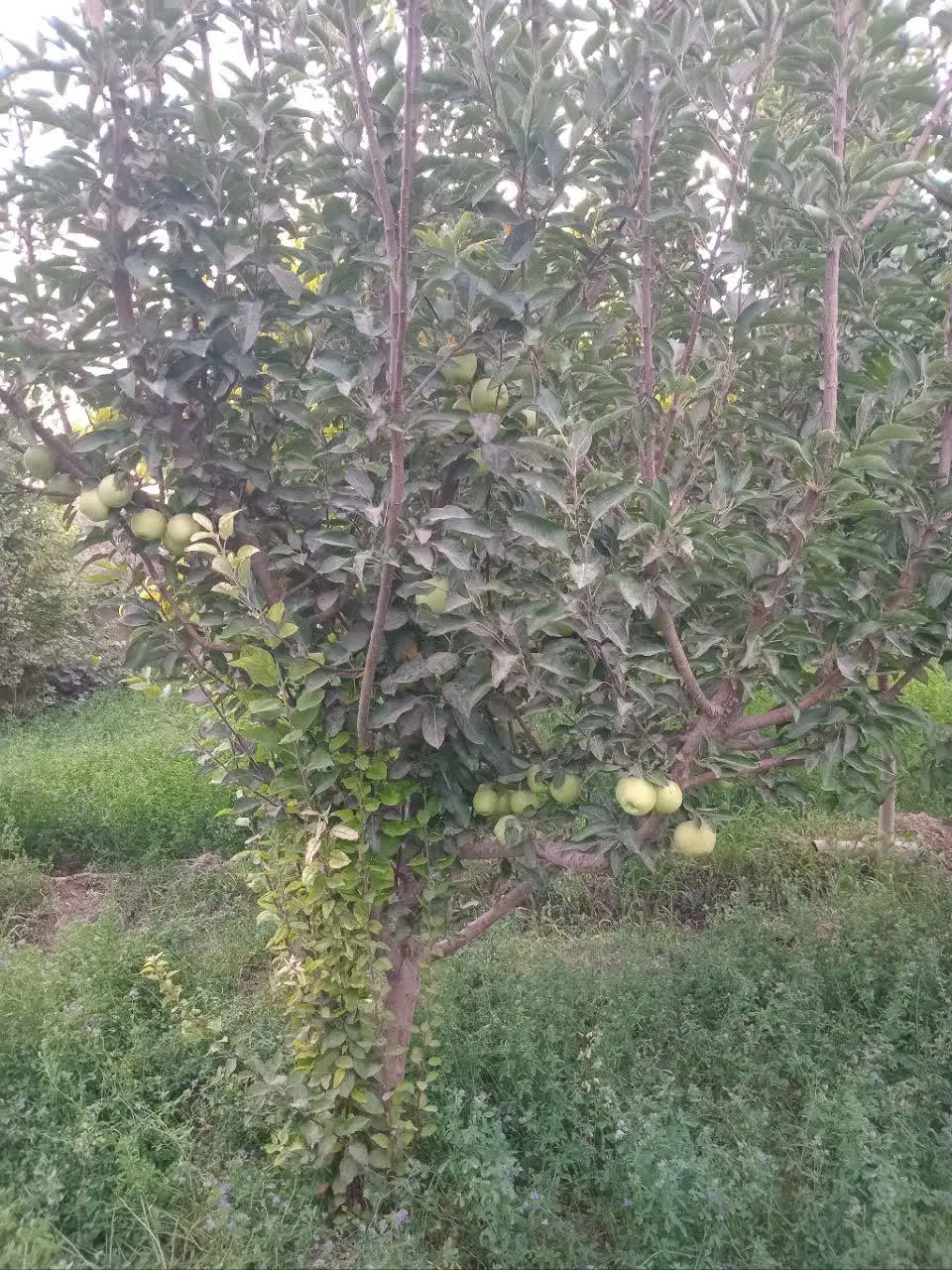 باغ میوه آجیلی