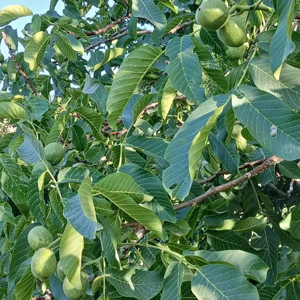 باغ انگور و میوه روستای هزاوه نزدیک محل