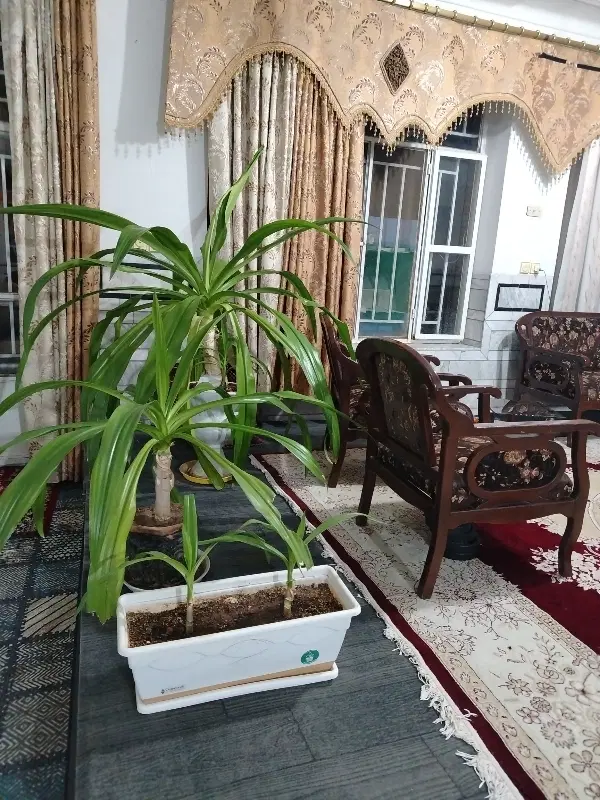 سوئیت 60 متری زرند اجاره