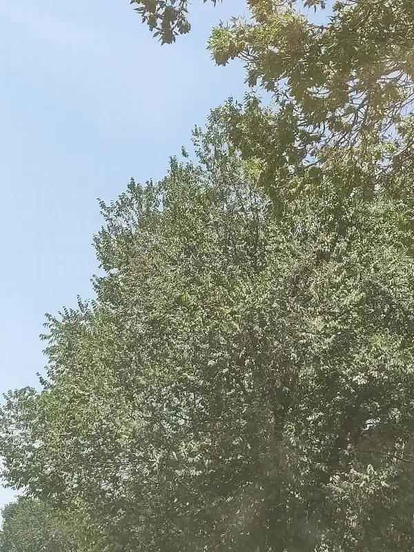 زمین و باغ طرح هادی جاده سنندج