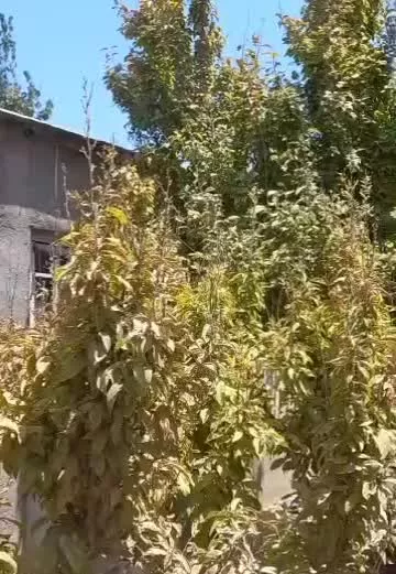 ۷۵۰ متری باغچه چهار دیواری