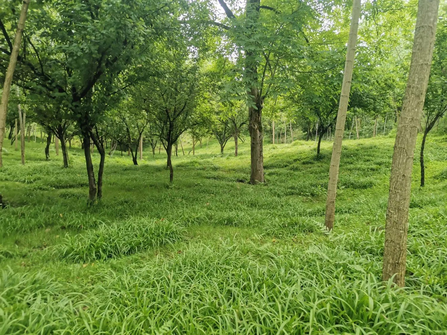 فروش زمین ۴۰۰۰متری