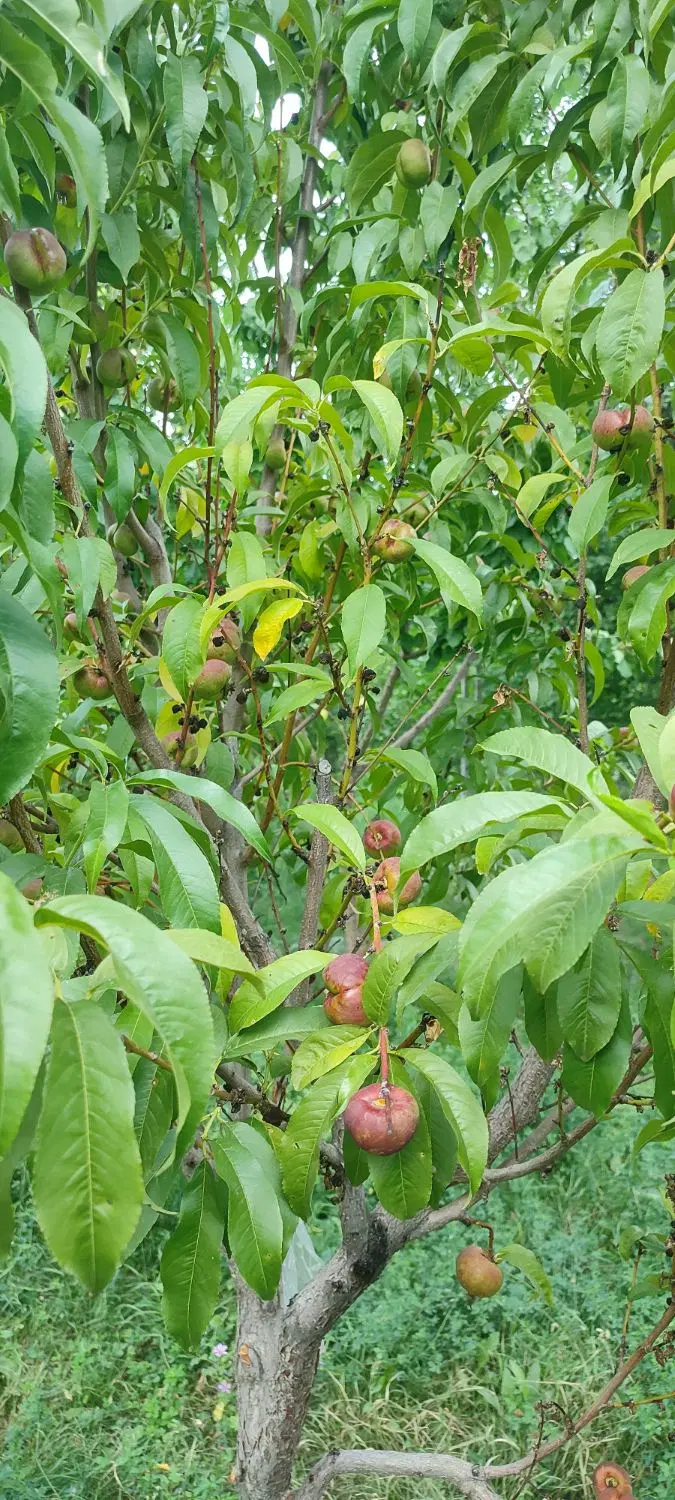 باغ سرسبز و خوش آب و هوا
