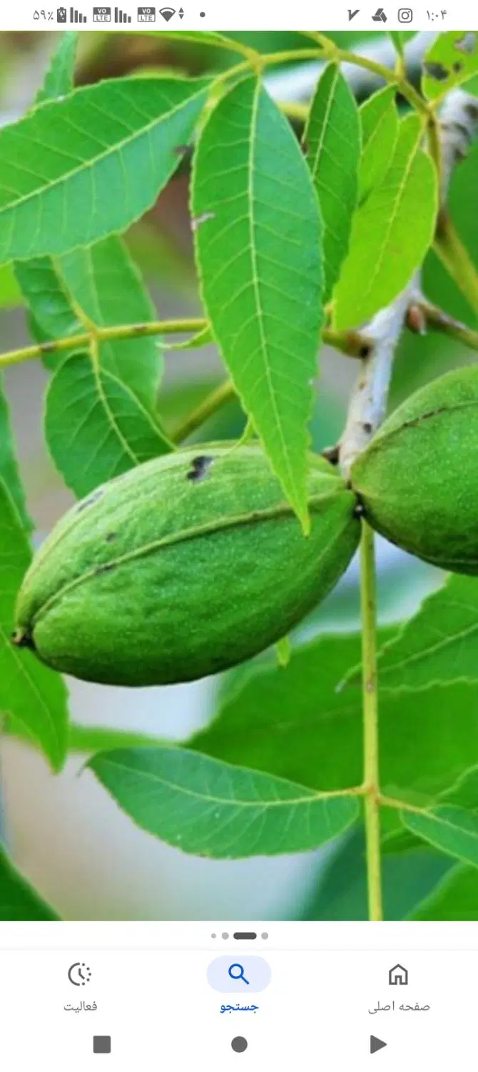 باغچه