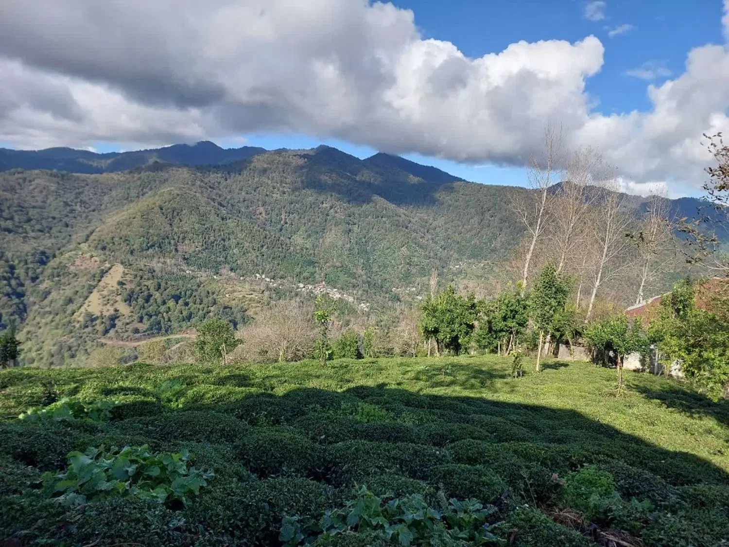 فروش فوری زمین در روستای طاهرسرا