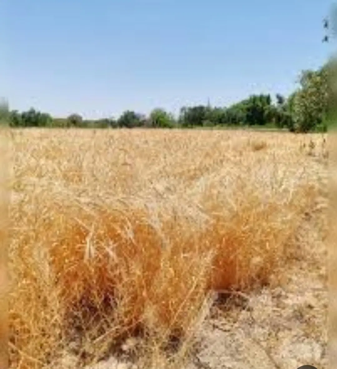 اجاره زمین کشاورزی چاه عمیق فرطان