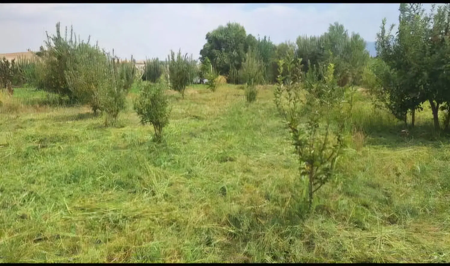 باغ درجاده سنتو روستای دربرود