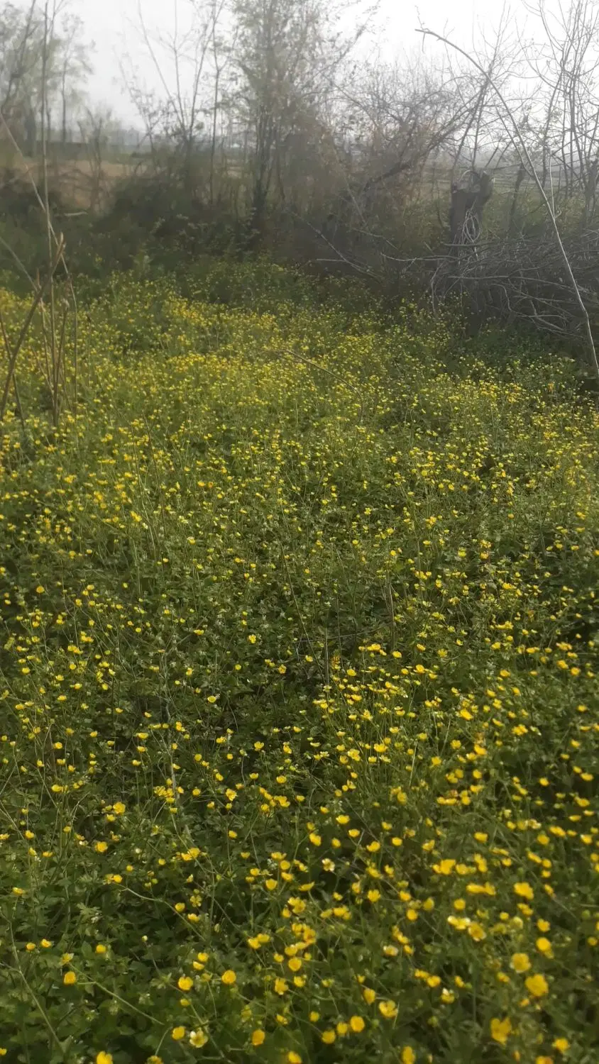 زمین به متراج ۶۴۲ متر