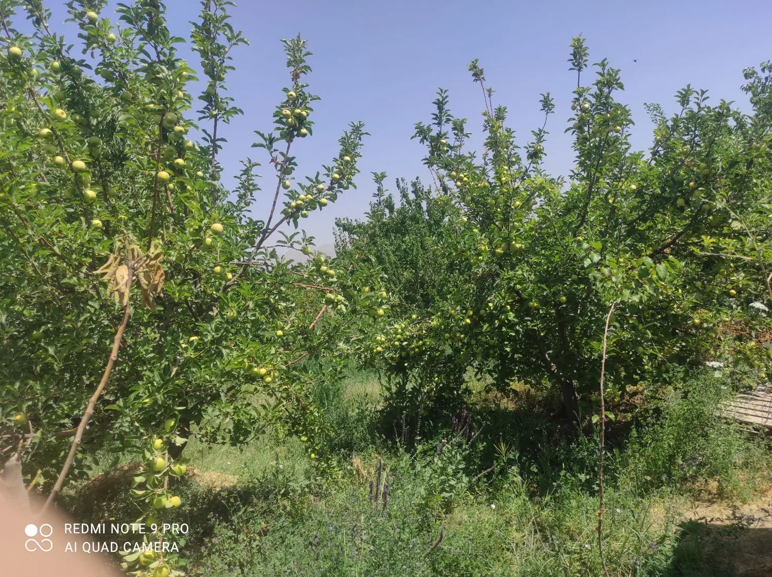 باغ در جاده بناب روبروی سی ان جی به سمت نقی زاده