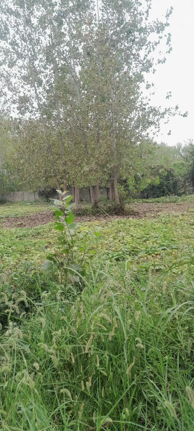 زمین مسکونی