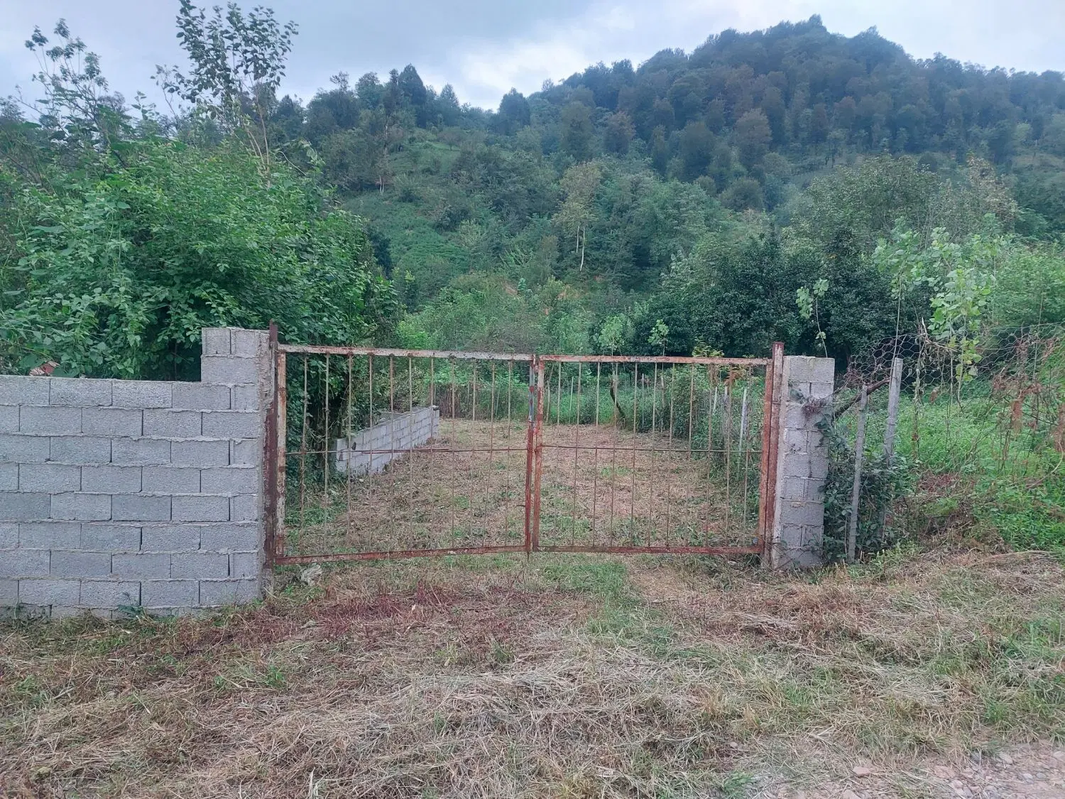 زمین جنگلی