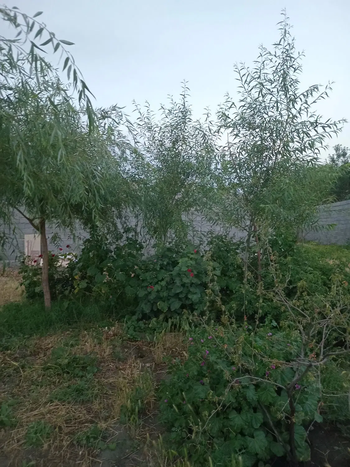 باغچه ۶۰۰ متری شاهنامه ۱۸