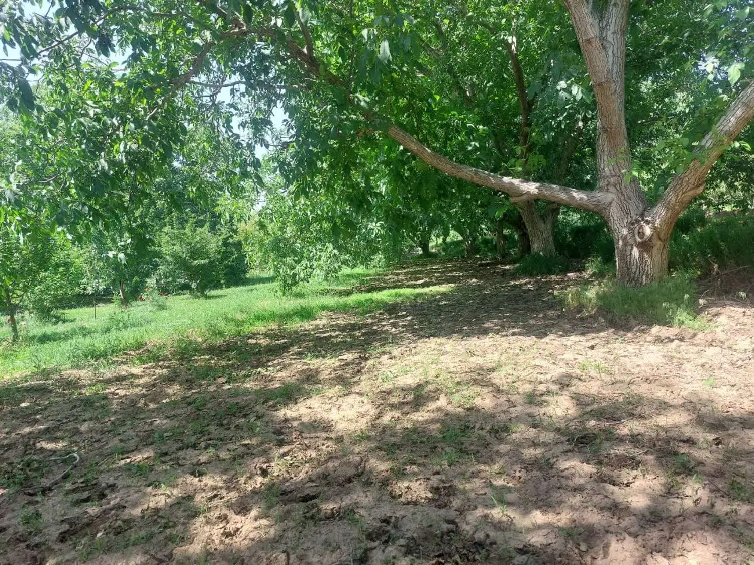 فروش باغ در منطقه حیدره بالای شهر