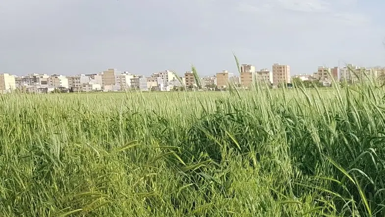 زمین ۱۶۰۰متری وسط شهر .بلوار