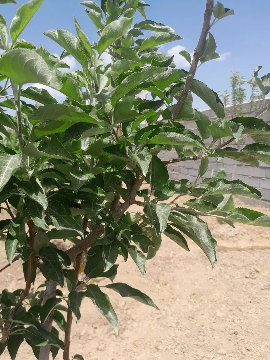 باغ در شورین بعداز ماسه شویی