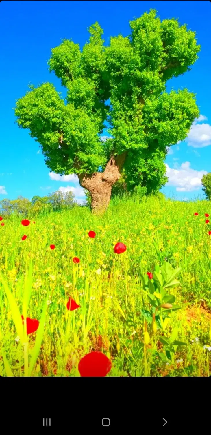 زمین کشاورزی  دشت  نئ