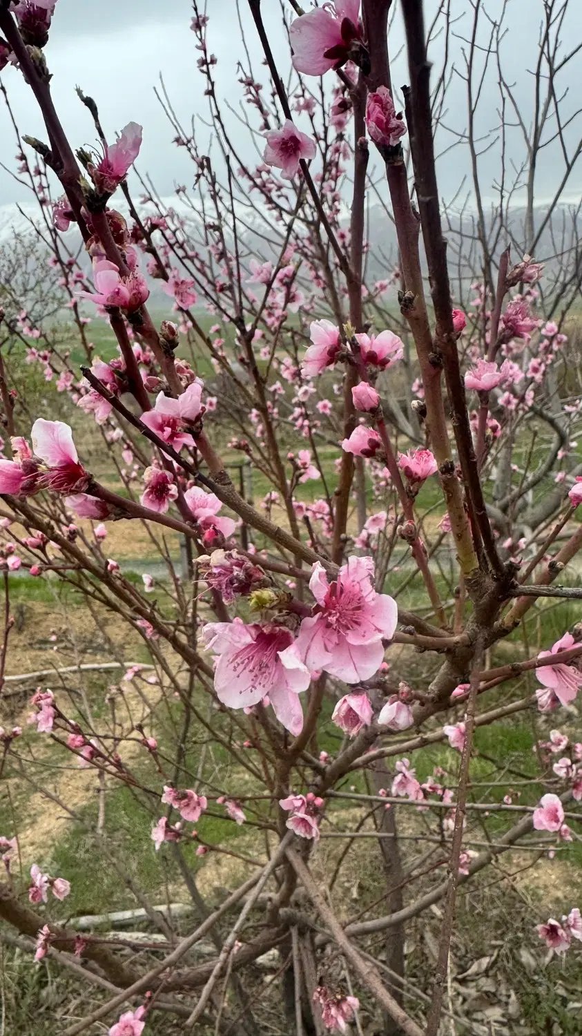 فروش۵۰۰۰متر باغ و زمین بیلوار پیرکاشان