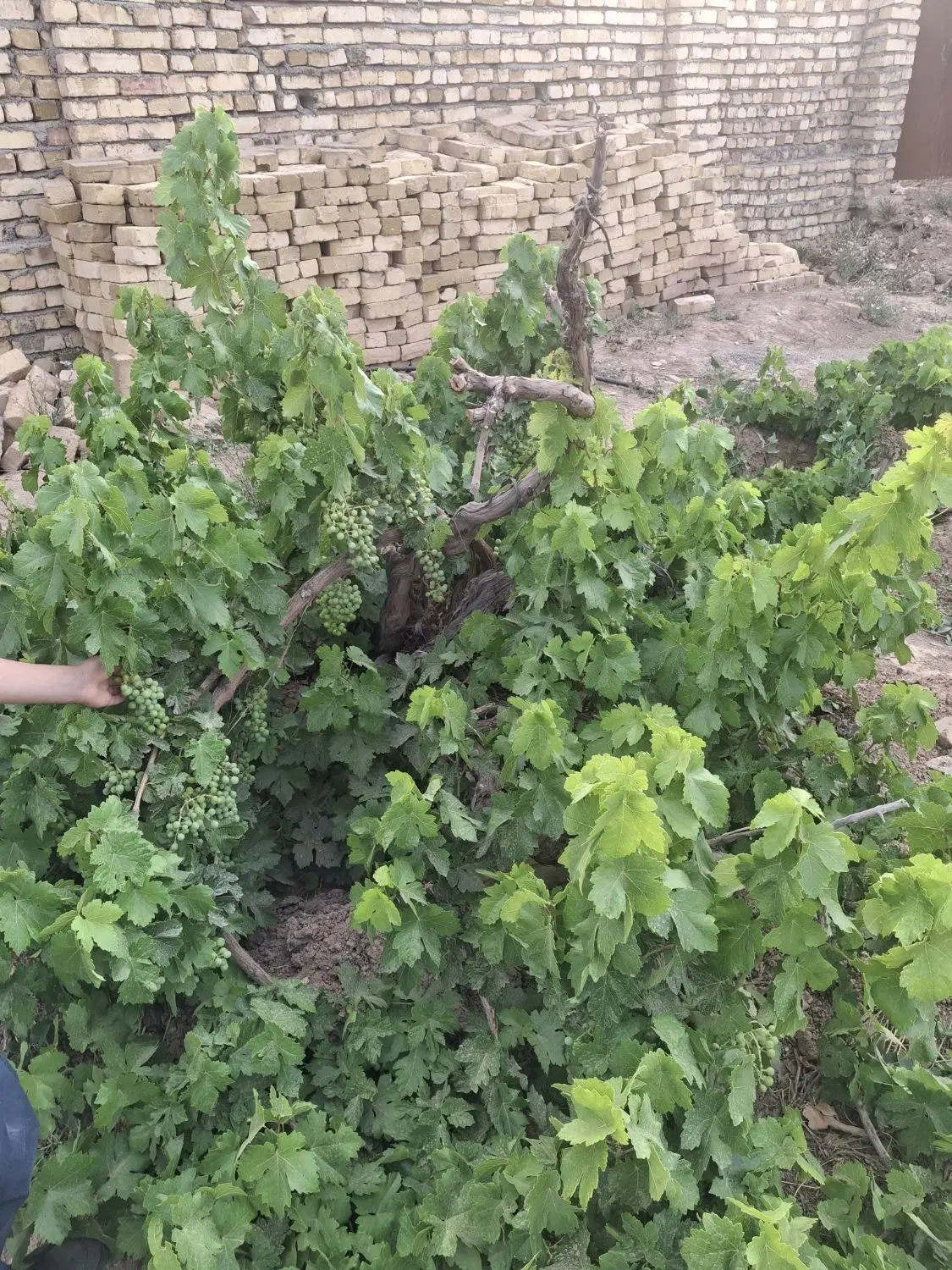چهاردیواری بامجوز ساخت