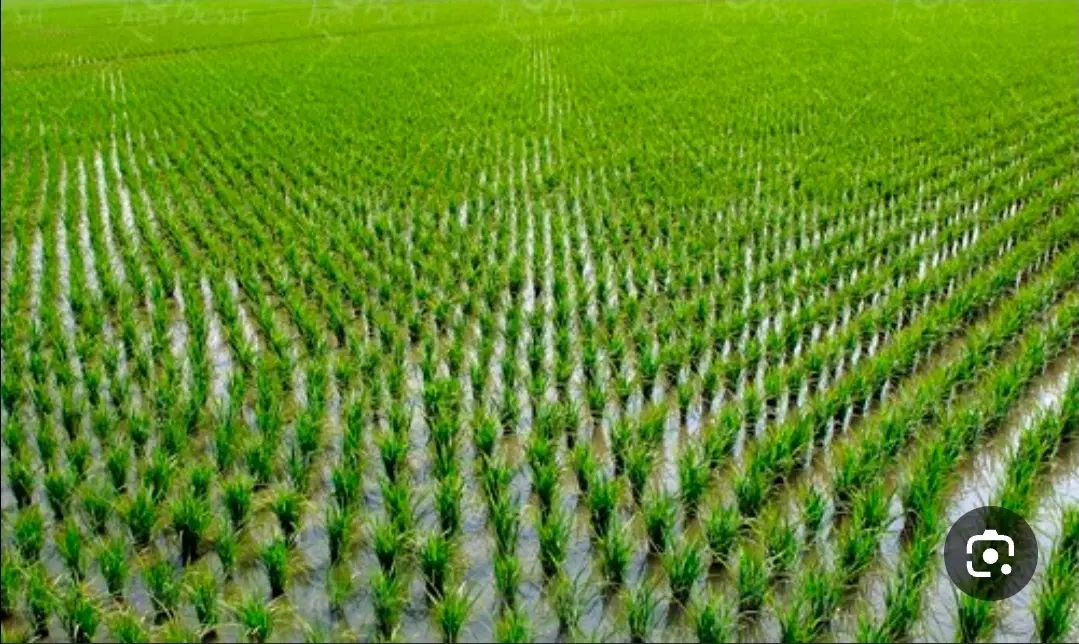 فروش زمین کشاورزی