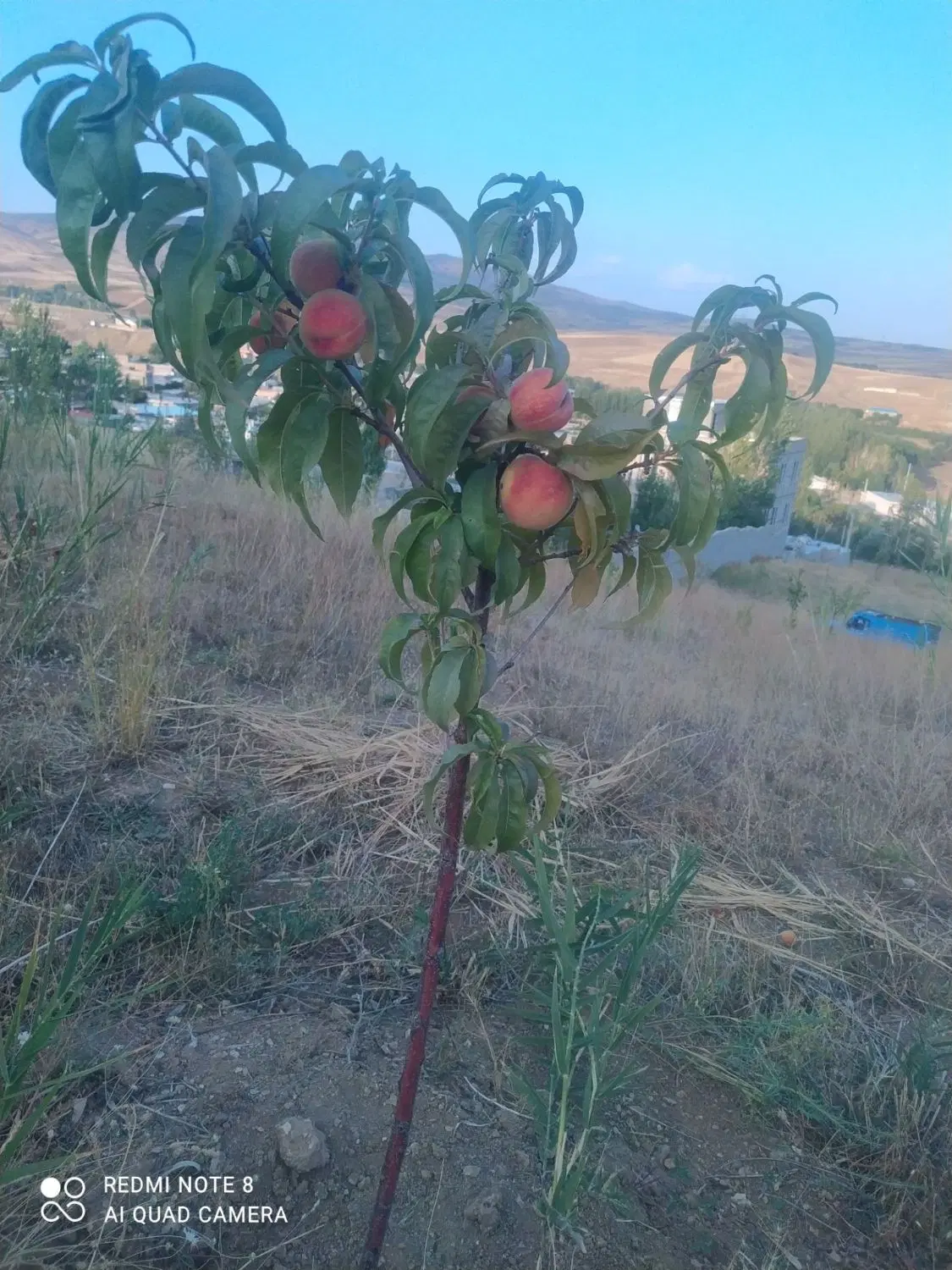 زمین مناسب باغ و ویلا