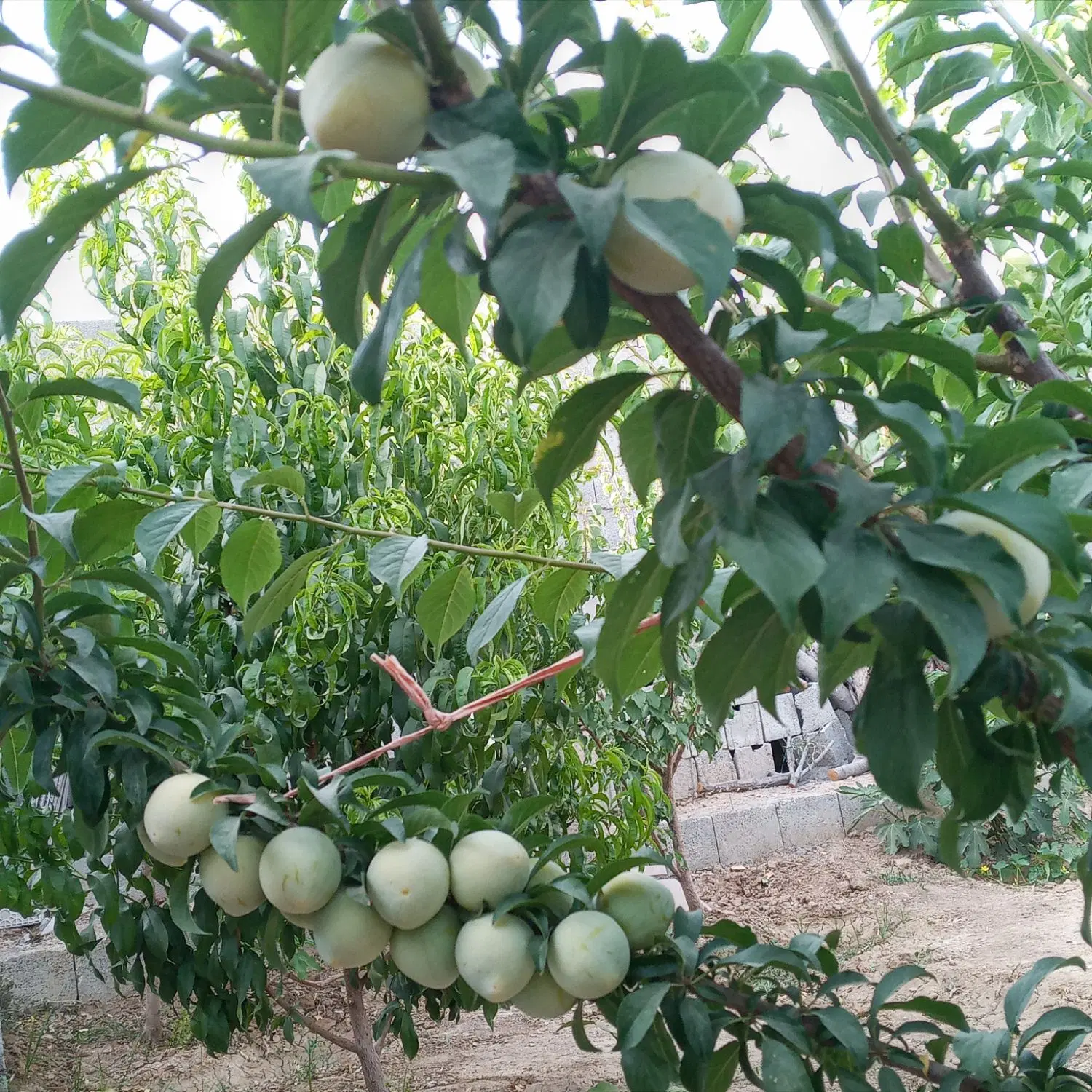 باغ اجاره ای درقلعه سفید