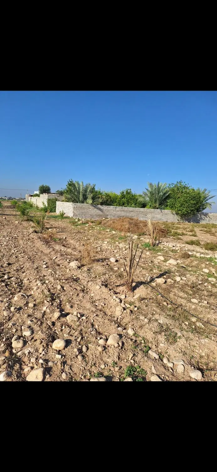 زمین کشاورزی