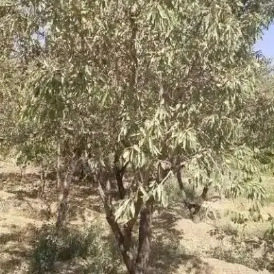 باغ ۳۴۰متری