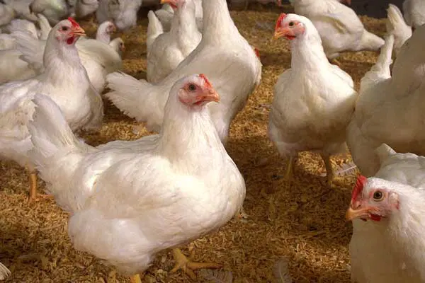 مرغداری گوشتی