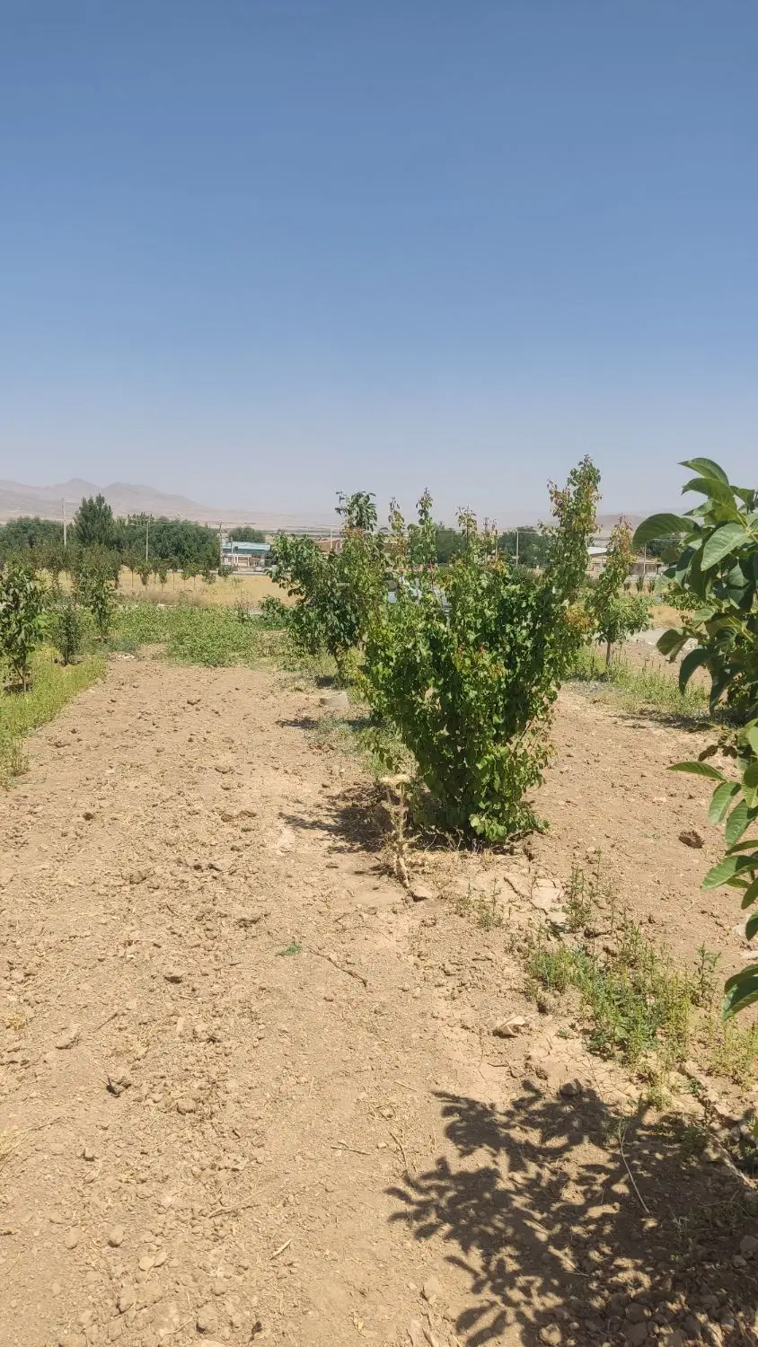 فروش گاوداری
