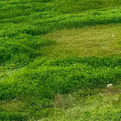 ۶۰۰متر زمین مسکونی در روستای پشتکوه جلابی