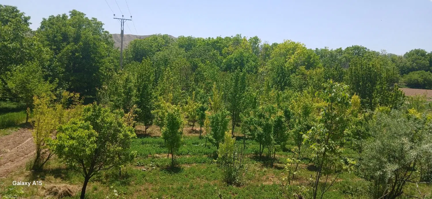 فروش باغ سمت فیروزه