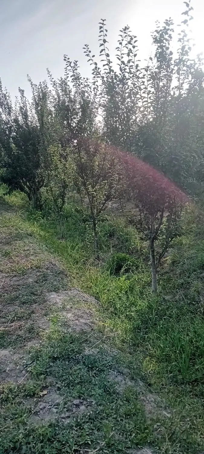 باغچه ۵۰۰متری