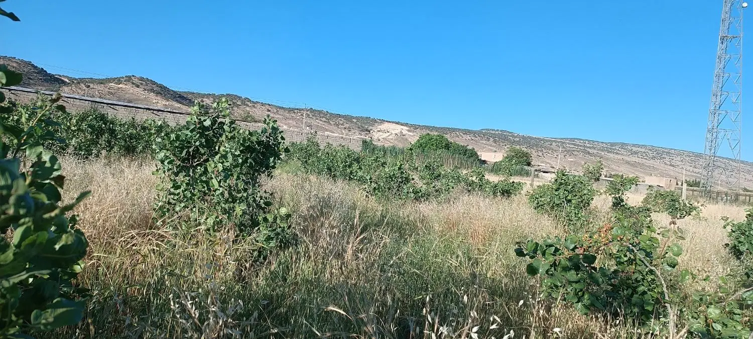 فروشش باغغ