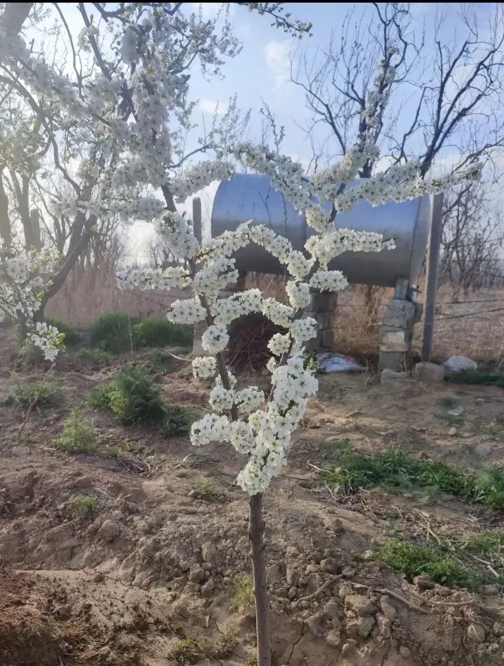 زمین اقبالیه