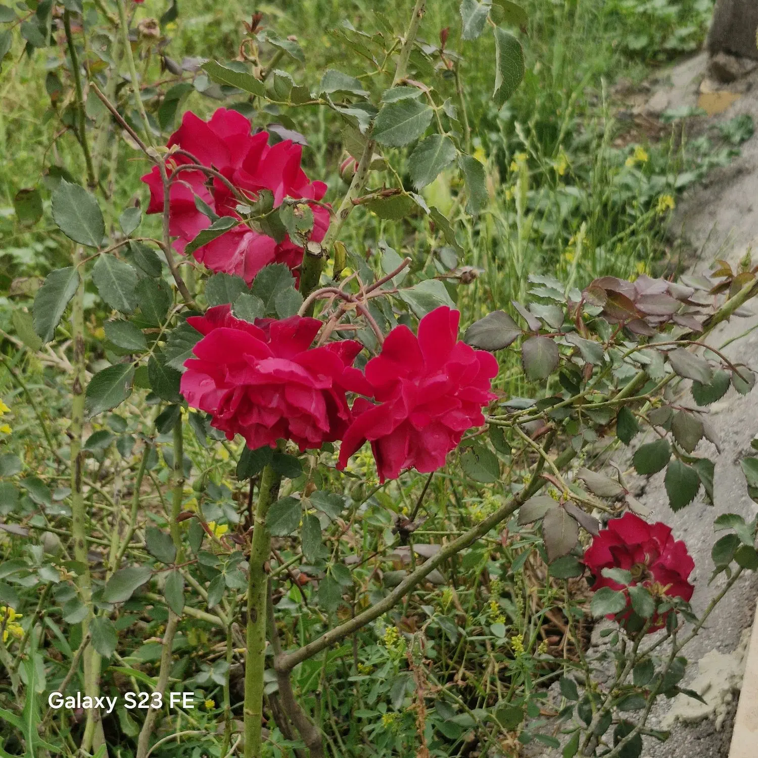 باغچه 9دی