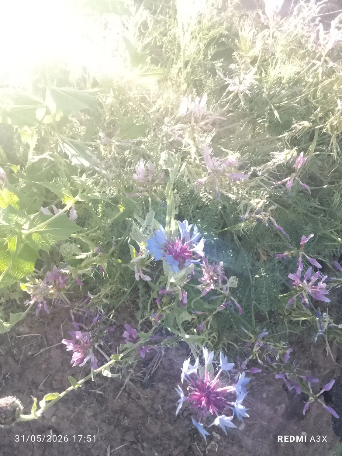 زمین کشاورزی در بحر کمربندی
