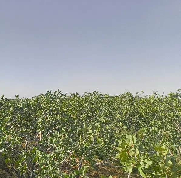 فروش باغ پسته عمادآباد