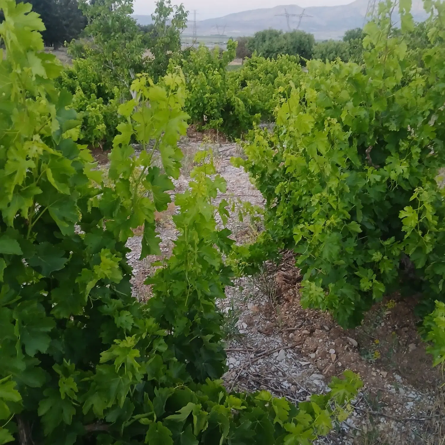 باغ انواع میوه دشت ارژن