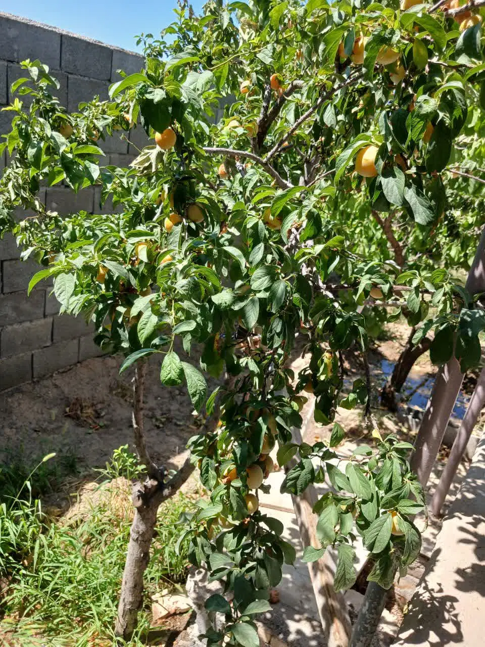 خرید و فروش اراضی ثامن حاشیه ۴۵ متری و...