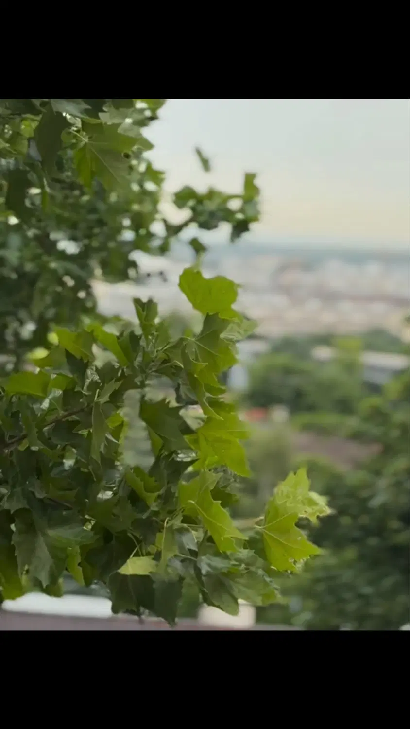 باغچه در اردوشاهی