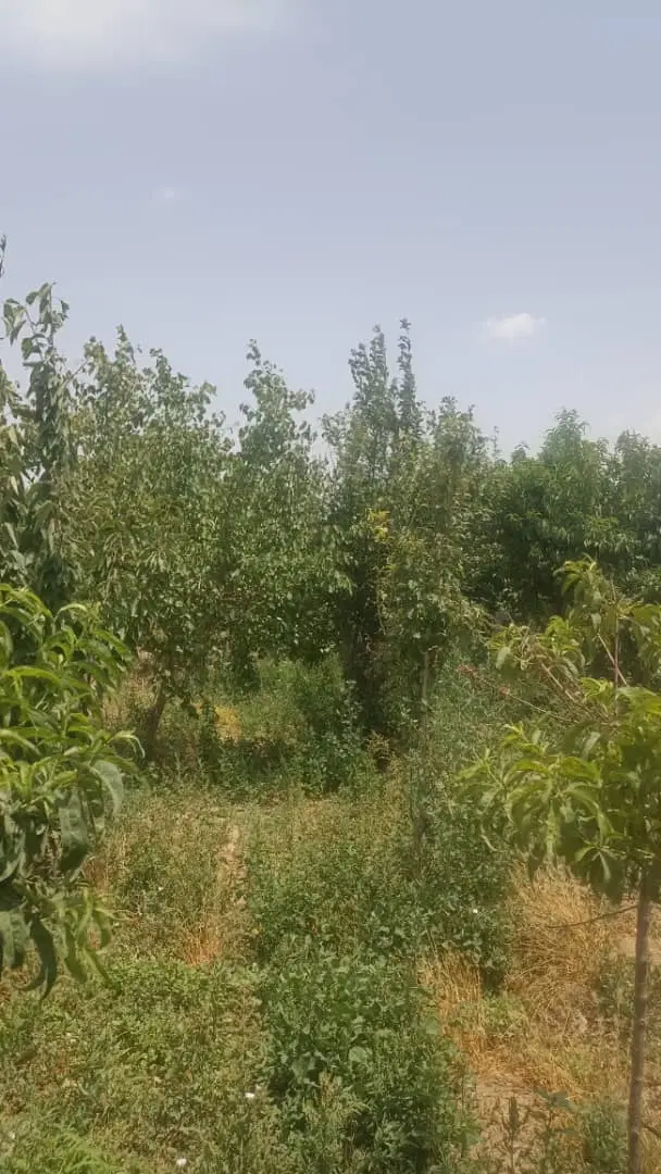 باغچه هزار متری چهار دیواری با بنا