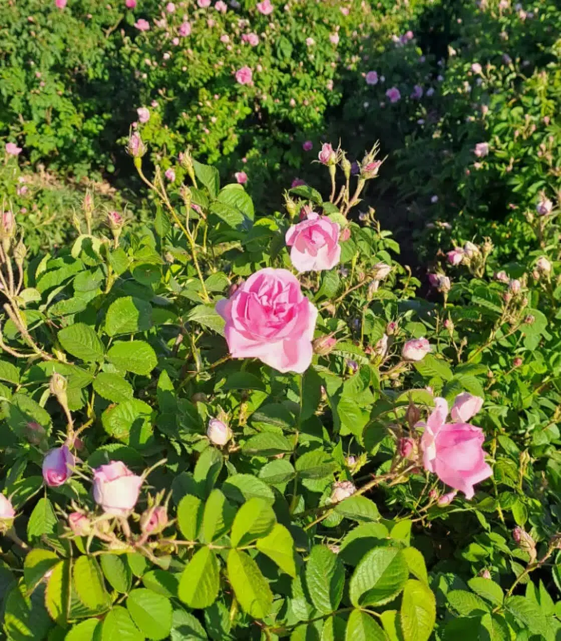 فروش زمین باغی