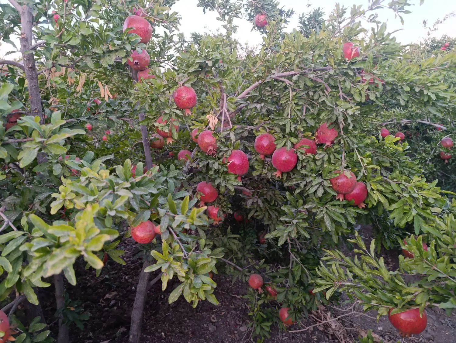 زمین چهار دیواری