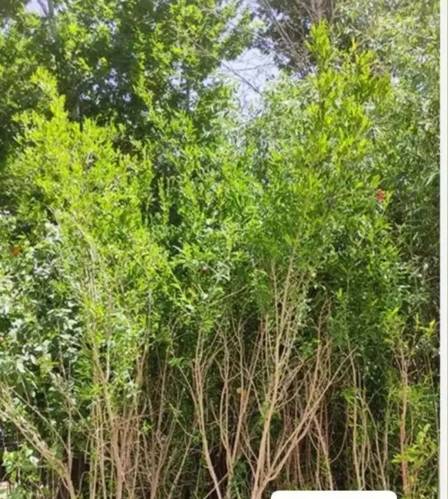 زمین زراعی برا ذرت ایخم ای کشت ۵هکتارتا۷