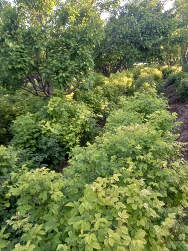 فروش زمین زراعی در گلزار