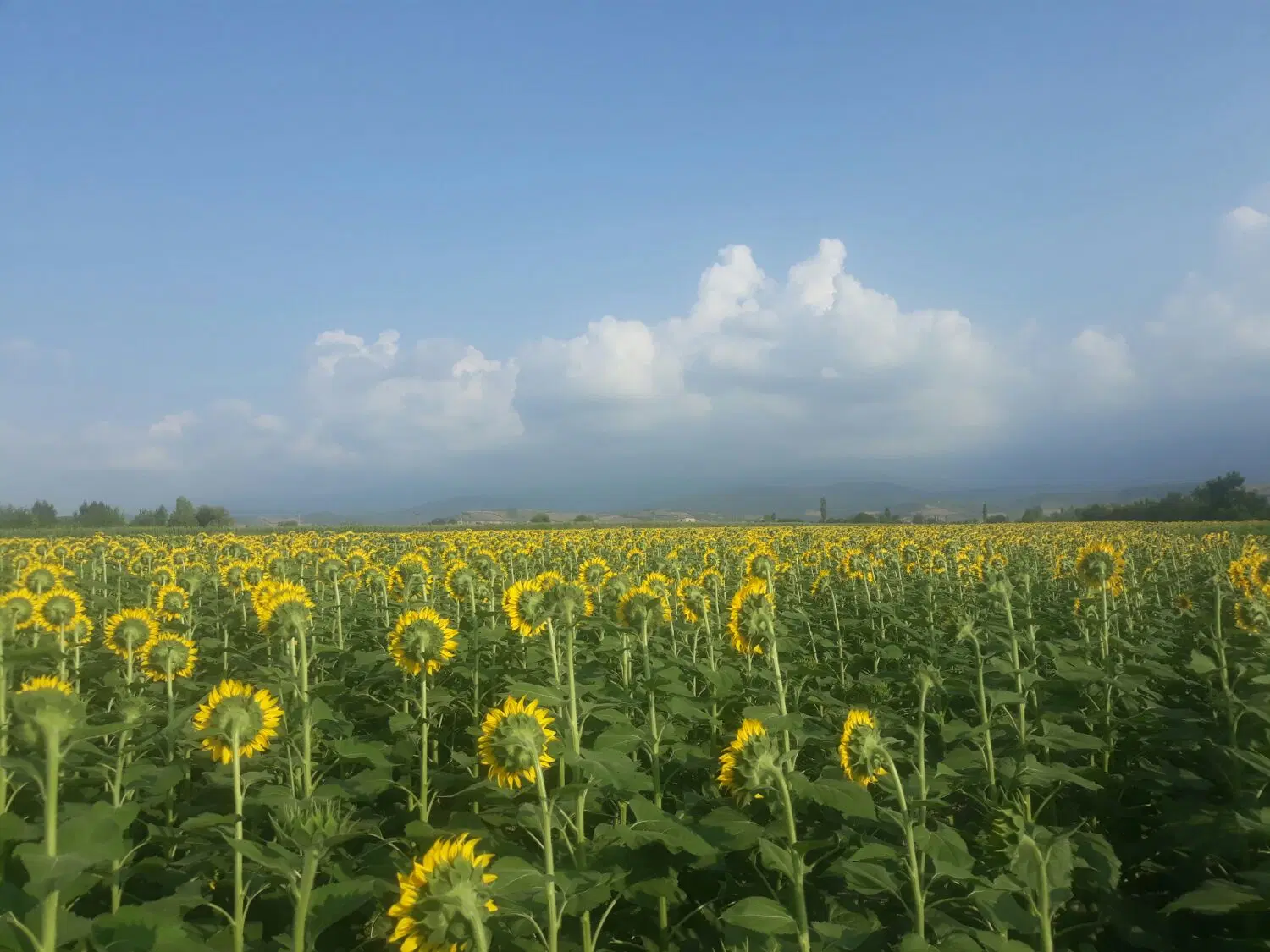 زمین کشاورزی