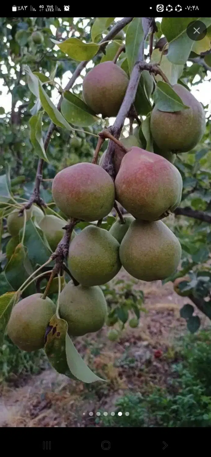 فروش خونه باغ ۵۰۰متری در جلگه شوقان ۴۵ km بجنورد